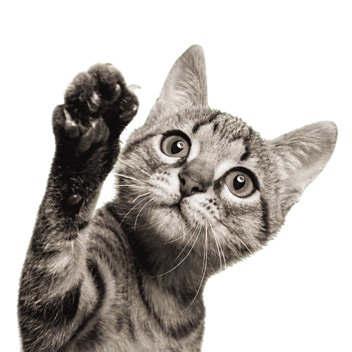Gatito asistente saludando